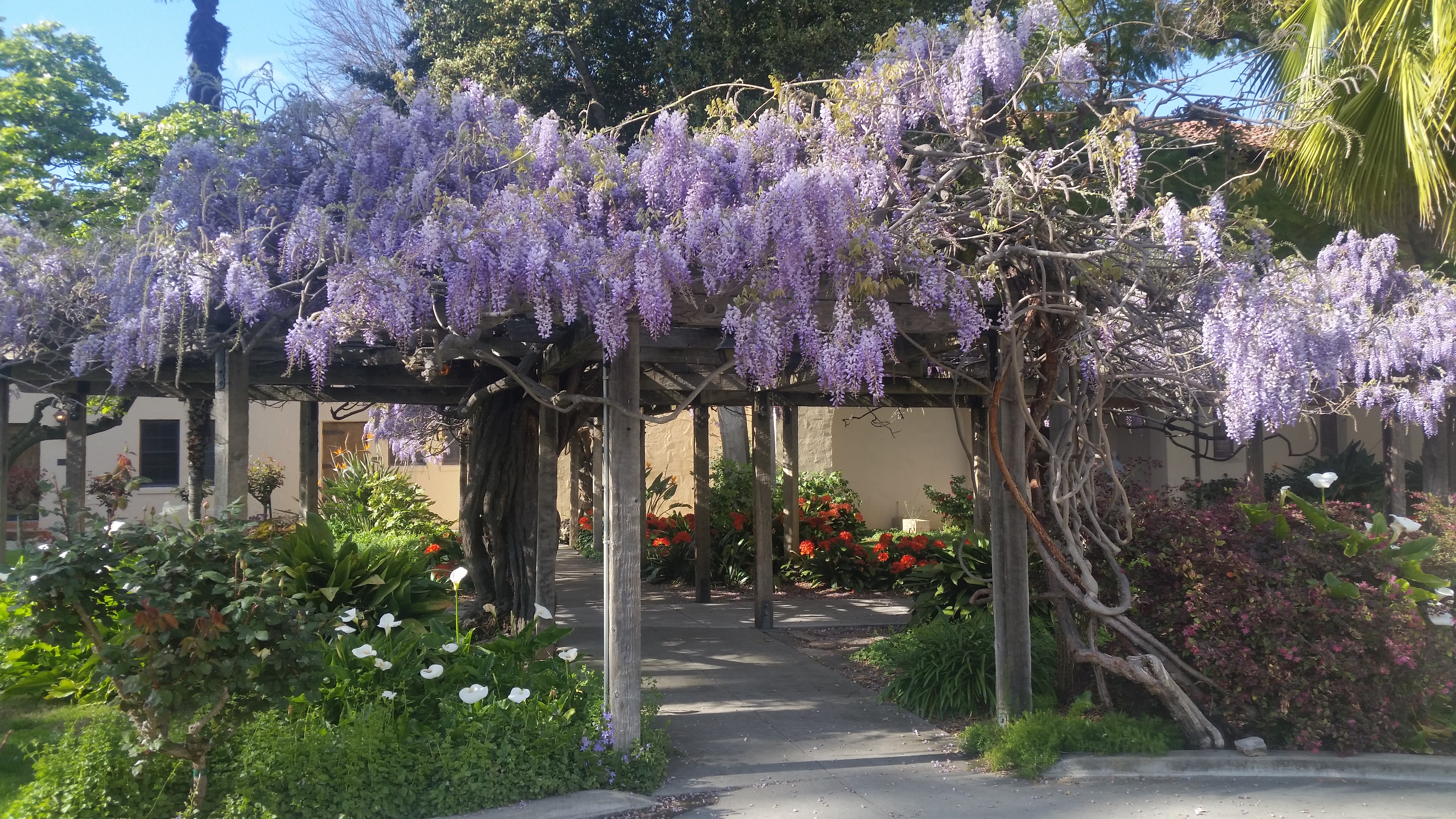 An Spanish mission overhung with wisteria